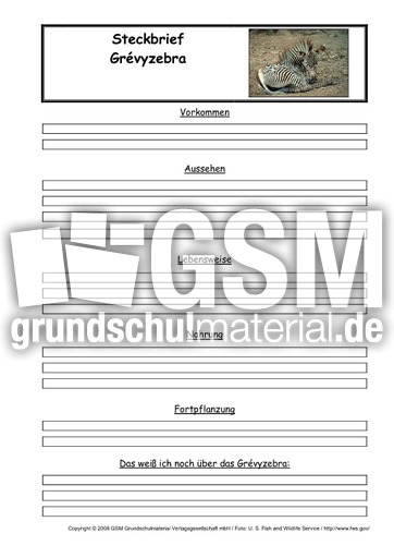 Grévyzebra-Steckbriefvorlage.pdf